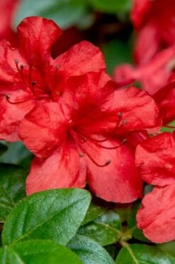 Stewartstonian Azalea - 1 Gallon Pot -Azaleas Store azalea stewartstonian 2 1