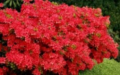 Stewartstonian Azalea - 3 Gallon Pot 17 Stewartstonian Azalea - 3 Gallon Pot -Azaleas Store azalea stewartstonian 3
