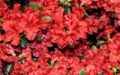 Stewartstonian Azalea - 1 Gallon Pot -Azaleas Store azalea stewartstonian 4 1