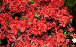 Stewartstonian Azalea - 3 Gallon Pot 18 Stewartstonian Azalea - 3 Gallon Pot -Azaleas Store azalea stewartstonian 6