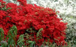 Stewartstonian Azalea - 1 Gallon Pot -Azaleas Store azalea stewartstonian 7 1