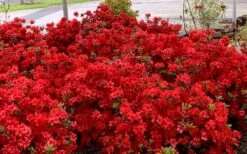 Stewartstonian Azalea - 3 Gallon Pot 16 Stewartstonian Azalea - 3 Gallon Pot -Azaleas Store azalea stewartstonian 8