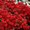 Stewartstonian Azalea - 1 Gallon Pot 2 Stewartstonian Azalea - 1 Gallon Pot -Azaleas Store azalea stewartstonian 9 1
