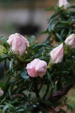 Tsuki No Shimo Satsuki Azalea - 3 Gallon Pot -Azaleas Store azalea tsuki no shimo 2