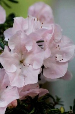 Tsuki No Shimo Satsuki Azalea - 3 Gallon Pot -Azaleas Store azalea tsuki no shimo 3