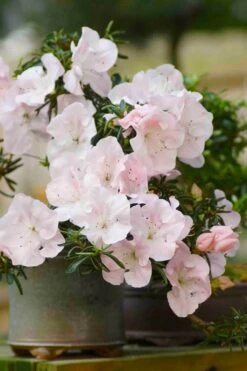 Tsuki No Shimo Satsuki Azalea - 3 Gallon Pot -Azaleas Store azalea tsuki no shimo 6