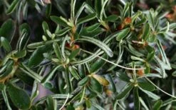 Tsuki No Shimo Satsuki Azalea - 3 Gallon Pot -Azaleas Store azalea tsuki no shimo 7