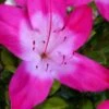 Vibrant Azalea (Harris Hybrid) - 6 Pack Of 1 Gallon Pots 1 Vibrant Azalea (Harris Hybrid) - 6 Pack Of 1 Gallon Pots -Azaleas Store azalea vibrant 100