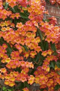 Tangerine Beauty Crossvine Bignonia - 5 Gallon Pot -Azaleas Store bignonia capreolata tangerine beauty crossvine 100