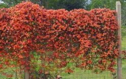 Tangerine Beauty Crossvine Bignonia - 5 Gallon Pot -Azaleas Store bignonia capreolata tangerine beauty crossvine 101