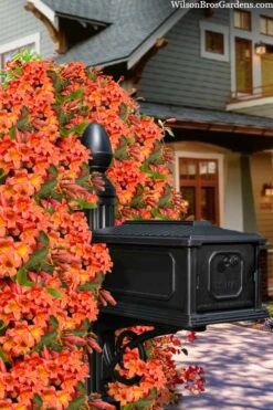 Tangerine Beauty Crossvine Bignonia - 5 Gallon Pot -Azaleas Store bignonia capreolata tangerine beauty crossvine 105