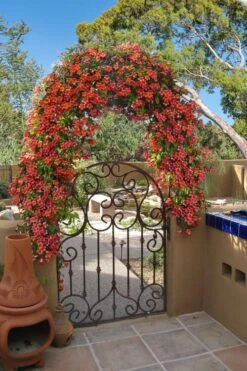 Tangerine Beauty Crossvine Bignonia - 5 Gallon Pot -Azaleas Store bignonia capreolata tangerine beauty crossvine 110