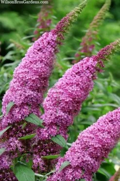 Pugster Pinker Butterfly Bush (Buddleia) - 3 Gallon Pot -Azaleas Store buddleai pugster pinker butterfly bush 1