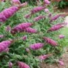 Pugster Pinker Butterfly Bush (Buddleia) - 3 Gallon Pot -Azaleas Store buddleai pugster pinker butterfly bush 2