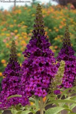 Birthday Cake Butterfly Bush (Buddleia) - 3 Gallon Pot
