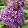 Dapper Lavender Butterfly Bush - 2 Gallon Pot 2 Dapper Lavender Butterfly Bush - 2 Gallon Pot -Azaleas Store buddleia davidii dapper lavender butterfly bush 1