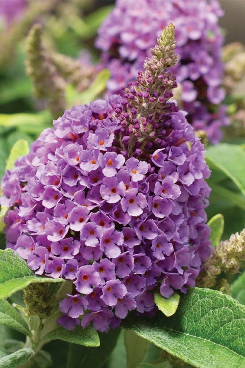 Dapper Lavender Butterfly Bush - 2 Gallon Pot 3 Dapper Lavender Butterfly Bush - 2 Gallon Pot
