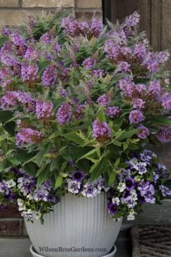 Dapper Lavender Butterfly Bush - 2 Gallon Pot 9 Dapper Lavender Butterfly Bush - 2 Gallon Pot -Azaleas Store buddleia davidii dapper lavender butterfly bush 3