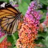 BiColor Butterfly Bush (Buddleia X Weyeriana) - 1 Gallon Pot 1 BiColor Butterfly Bush (Buddleia X Weyeriana) - 1 Gallon Pot -Azaleas Store butterfly bush bicolor 1
