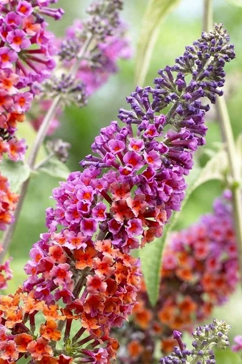 BiColor Butterfly Bush (Buddleia X Weyeriana) - 1 Gallon Pot 7 BiColor Butterfly Bush (Buddleia X Weyeriana) - 1 Gallon Pot - Image 5