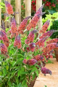 BiColor Butterfly Bush (Buddleia X Weyeriana) - 1 Gallon Pot 13 BiColor Butterfly Bush (Buddleia X Weyeriana) - 1 Gallon Pot -Azaleas Store butterfly bush bicolor 6