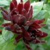 Simply Scentsational Sweetshrub (Calycanthus ) - 2 Gallon Pot 2 Simply Scentsational Sweetshrub (Calycanthus ) - 2 Gallon Pot -Azaleas Store calycanthus simply scentsational sweet shrub 13