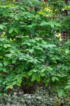 Simply Scentsational Sweetshrub (Calycanthus ) - 2 Gallon Pot -Azaleas Store calycanthus simply scentsational sweet shrub 14
