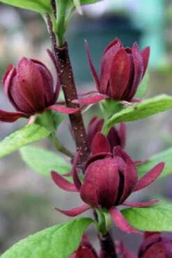 Simply Scentsational Sweetshrub (Calycanthus ) - 1 Gallon Pot -Azaleas Store calycanthus simply scentsational sweet shrub 3 1