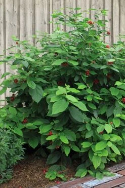 Simply Scentsational Sweetshrub (Calycanthus ) - 1 Gallon Pot -Azaleas Store calycanthus simply scentsational sweet shrub 4 1