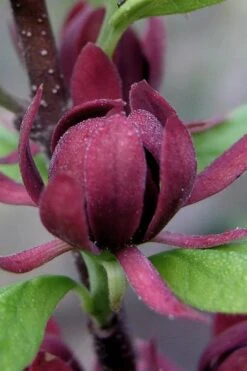 Simply Scentsational Sweetshrub (Calycanthus ) - 2 Gallon Pot -Azaleas Store calycanthus simply scentsational sweet shrub 7