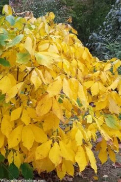 Simply Scentsational Sweetshrub (Calycanthus ) - 1 Gallon Pot -Azaleas Store calycanthus simply scentsational sweet shrub 8 1