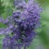 Longwood Blue Blue Mist Shrub (Caryopteris) - 1 Gallon Pot -Azaleas Store caryopteris clandonensis longwood blue blue mist shrub 1