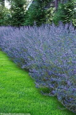 Longwood Blue Blue Mist Shrub (Caryopteris) - 1 Gallon Pot -Azaleas Store caryopteris clandonensis longwood blue blue mist shrub 5