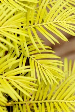 Golden Dragon Plum Yew (Cephalotaxus Harringtonia) - 1 Gallon Pot -Azaleas Store cephalotaxus harringtonia golden dragon japanese yew 22