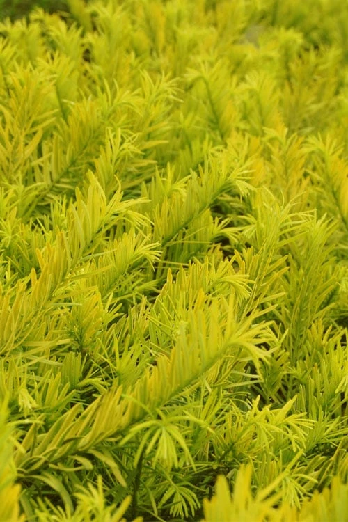 Golden Dragon Plum Yew (Cephalotaxus Harringtonia) - 6 Pack Of 1 Gallon Pots 6 Golden Dragon Plum Yew (Cephalotaxus Harringtonia) - 6 Pack Of 1 Gallon Pots - Image 4