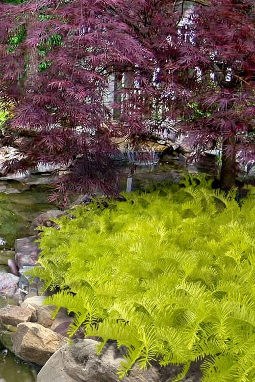 Golden Dragon Plum Yew (Cephalotaxus Harringtonia) - 6 Pack Of 1 Gallon Pots 3 Golden Dragon Plum Yew (Cephalotaxus Harringtonia) - 6 Pack Of 1 Gallon Pots