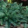 Creeping Japanese Plum Yew (Cephalotaxus Harringtonia 'Prostrata') - 6 Pack Of 2.5 Quart Pots -Azaleas Store cephalotaxus harringtonia prostrata creeping japanese yew 32 1