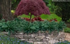 Creeping Japanese Plum Yew (Cephalotaxus Harringtonia 'Prostrata') - 6 Pack Of 2.5 Quart Pots -Azaleas Store cephalotaxus harringtonia prostrata creeping japanese yew 33 1