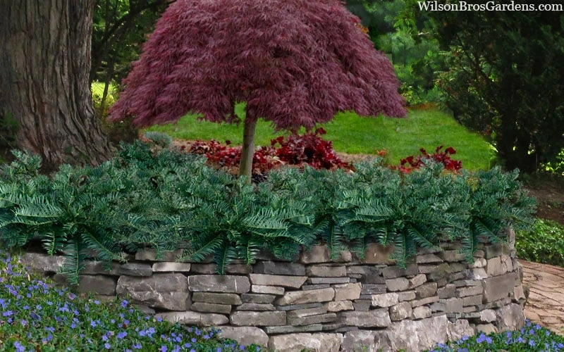 Creeping Japanese Plum Yew (Cephalotaxus Harringtonia 'Prostrata') - 3 Gallon Pot 6 Creeping Japanese Plum Yew (Cephalotaxus Harringtonia 'Prostrata') - 3 Gallon Pot - Image 4