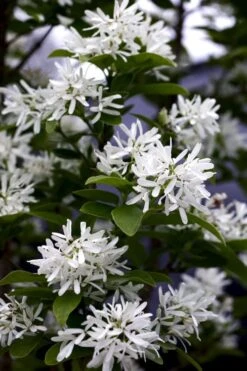 Tokyo Tower Chinese Fringe Tree (Chionanthus Retusus) - 7 Gallon Pot (6-7') -Azaleas Store chionanthus retusus tokyo tower chinese fringe tree 5