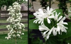 Tokyo Tower Chinese Fringe Tree (Chionanthus Retusus) - 7 Gallon Pot (6-7') -Azaleas Store chionanthus retusus tokyo tower chinese fringe tree 6