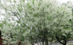 Grancy Graybeard - White Fringe Tree - 3 Gallon Pot -Azaleas Store chionanthus virginicus grancy greybeard multi stem tree 4
