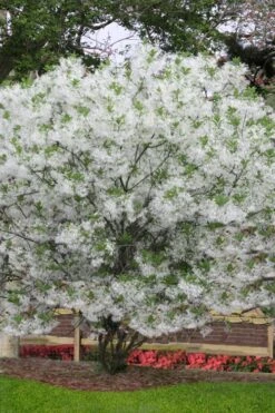 Grancy Graybeard - White Fringe Tree - 3 Gallon Pot -Azaleas Store chionanthus virginicus grancy greybeard multi stem tree 6