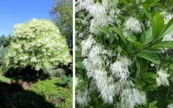 Grancy Graybeard - White Fringe Tree - 7 Gallon Pot (2-3') -Azaleas Store chionanthus virginicus grancy greybeard single stem tree 1 1