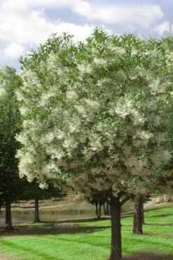 Grancy Graybeard - White Fringe Tree - 7 Gallon Pot (3-4') -Azaleas Store chionanthus virginicus grancy greybeard single stem tree 2