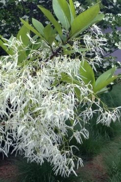 Spring Fleecing Fringe Tree (Chionanthus Virginicus) - 7 Gallon Pot (3-4') -Azaleas Store chionanthus virginicus spring fleecing fringe tree 1