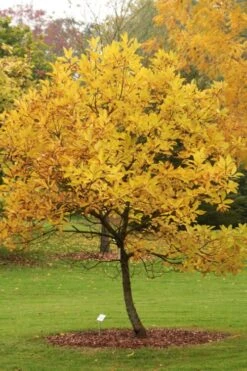 Spring Fleecing Fringe Tree (Chionanthus Virginicus) - 7 Gallon Pot (3-4') -Azaleas Store chionanthus virginicus spring fleecing fringe tree 2
