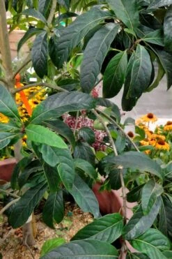 Spring Fleecing Fringe Tree (Chionanthus Virginicus) - 7 Gallon Pot (3-4') -Azaleas Store chionanthus virginicus spring fleecing fringe tree 3