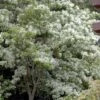 Spring Fleecing Fringe Tree (Chionanthus Virginicus) - 7 Gallon Pot (3-4') 2 Spring Fleecing Fringe Tree (Chionanthus Virginicus) - 7 Gallon Pot (3-4') -Azaleas Store chionanthus virginicus spring fleecing fringe tree 5