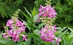 El Nino Desert Orchid (Chitalpa) - 3 Gallon Pot -Azaleas Store chitalpa el nino desert orchid 3